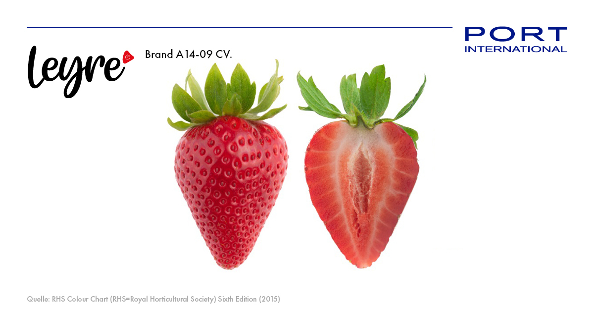 Port International erweitert sein Sortiment an Premium-Erdbeeren um die Sorte LEYRE®